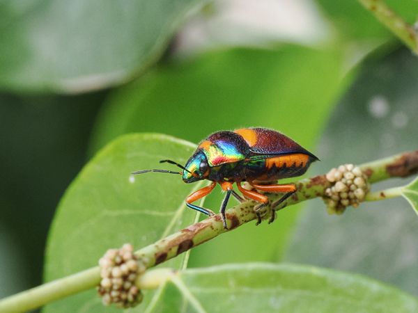 Green Jewel Bug bij Pine Creek, Australië